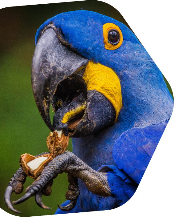 arara
